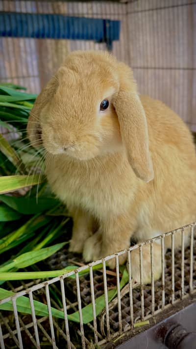 Healthy and active Holland lop bunnies