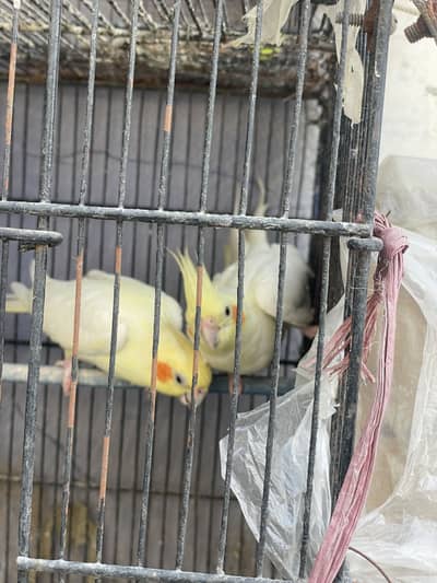 Looking for the new shelter