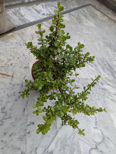 Jade plant 1.5 and 1 year old  healthy plant