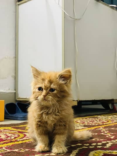Persian Kitten