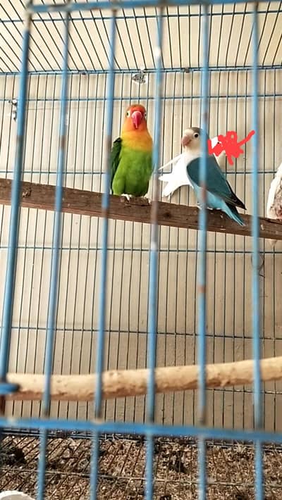 love bird breedar pair with 2 chicks