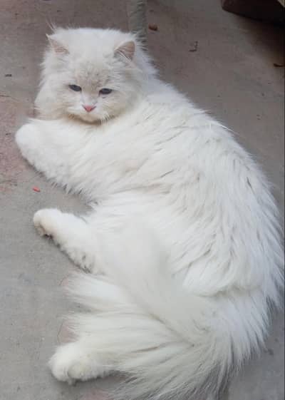 Make Persian Cat (Trained)
