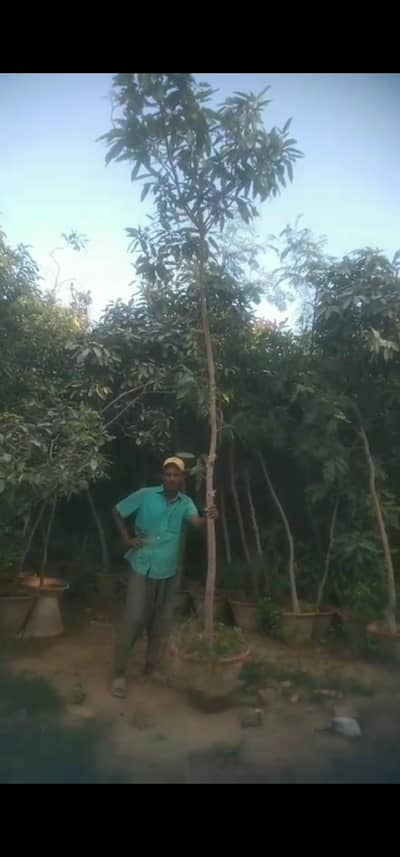 fhilkun tree for sale