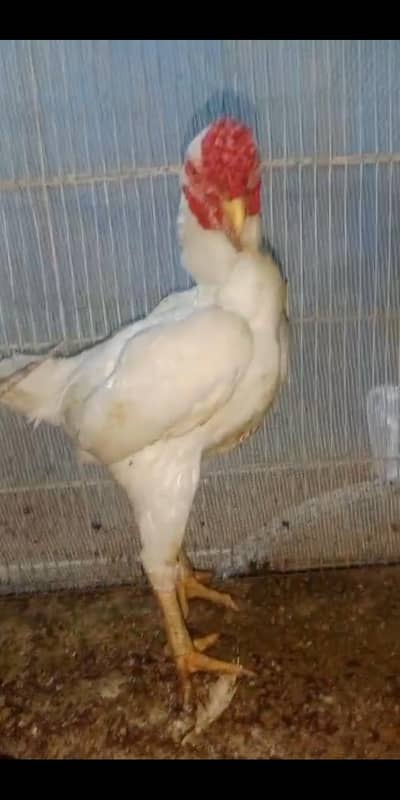 Pure High Quality Co Shamoo