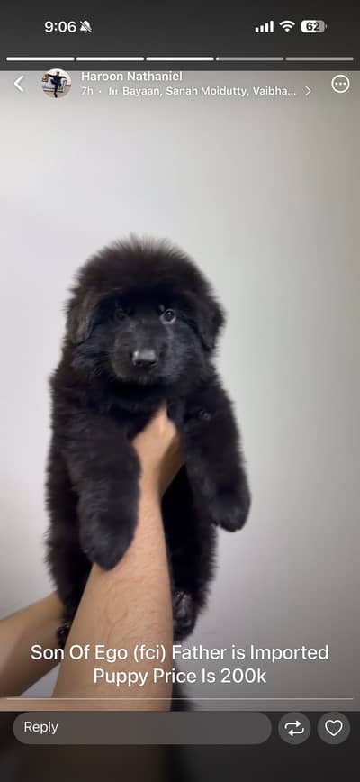 Long coat Pedigree Male Puppy