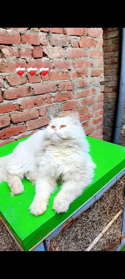 Persian punch face male & Persian doll face male