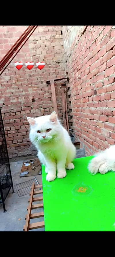 Persian punch face male & Persian doll face male