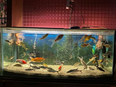 used Aquariums