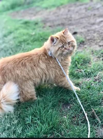 stud male available for mating service not for sale