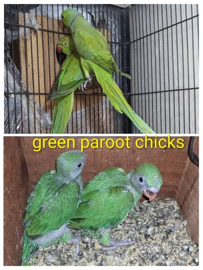 parrot chicks