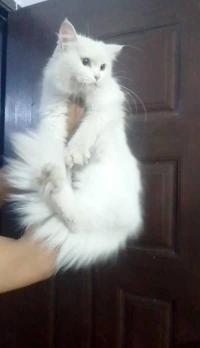 Persian female cat