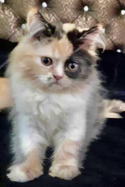 Persion Kitten 3 Colours 2 Coated For Sale