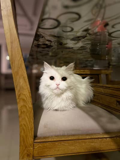 Persian pair for sale