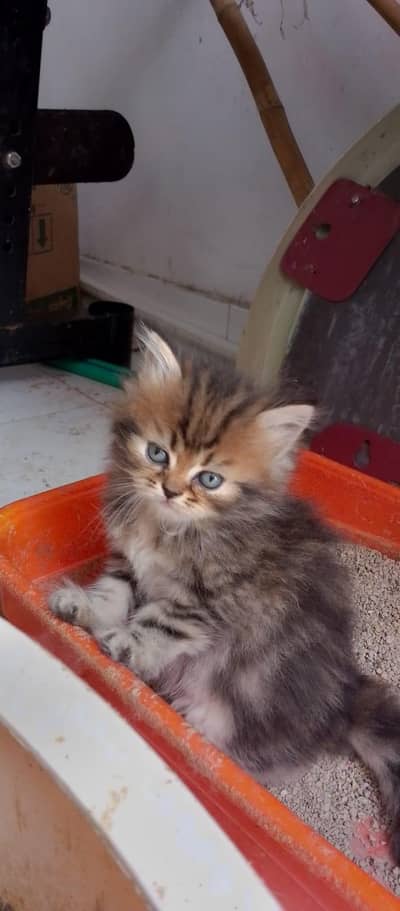 Persian kittens