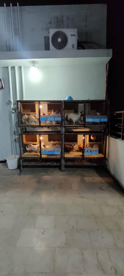 Egg Laying Misri Hens and Cage