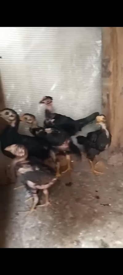 selling my aseel heera chicks and aseel color chicks