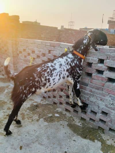 03224050199 Bakra for sell goats
