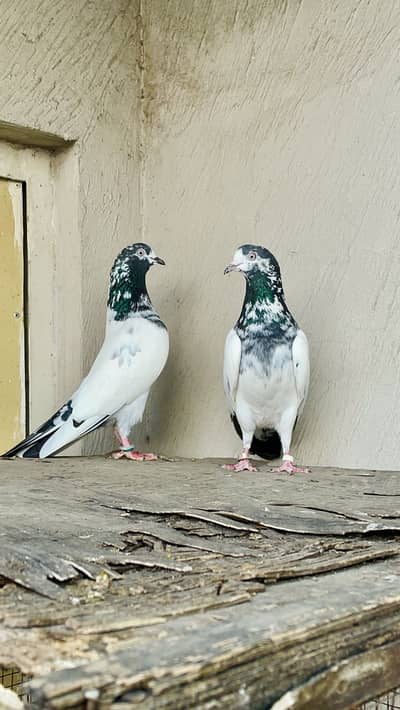 Ch sakhi bhatti wala41 number breeder pair