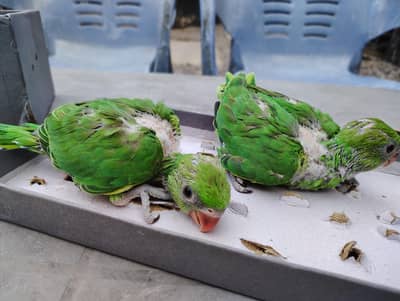 Green ringneck home breed good size healthy and active