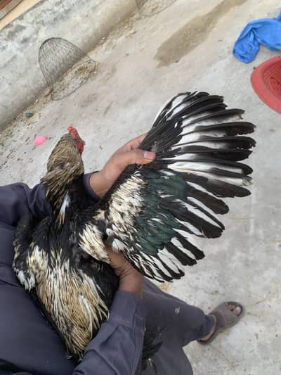 Aseel murghay or murgiya for sale