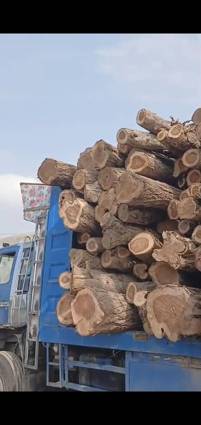 Sheehsam wood logs/ شیشم کی لکڑی