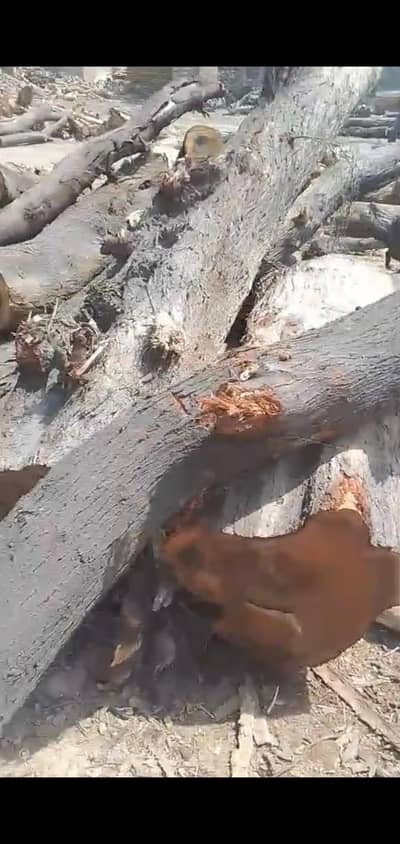 Kikar wood logs/کیکر کی لکڑی