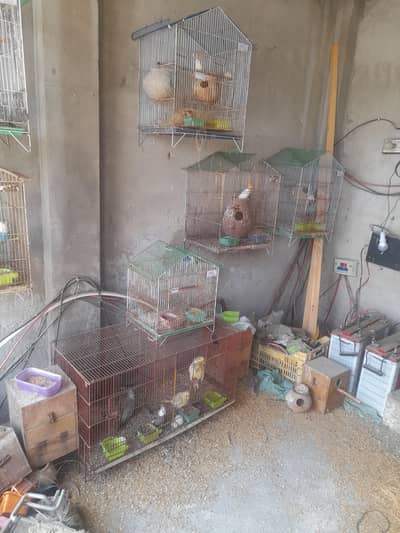 all birds with cage