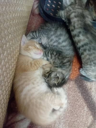 cutest pair of kittens