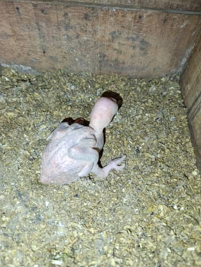 Pahari Kashmiri Raw chick chic