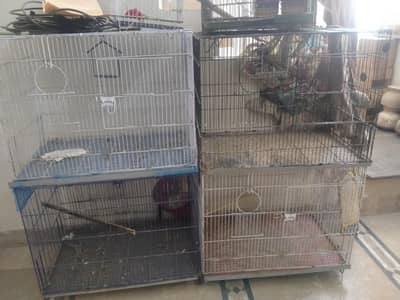Birds Cage