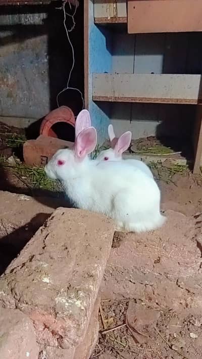 red eyes rabit for sale