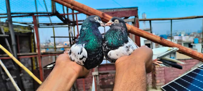 tedy ferozpuri Neela Kamagra sabywala dub WALA pair for sale