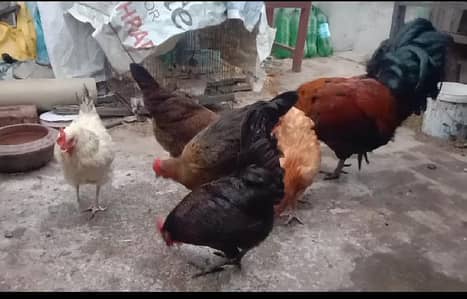 misri hens+fancy pair 3064328164+3464668249