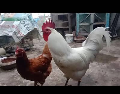 1 male misri+fancy pair 3064328164+3464668249