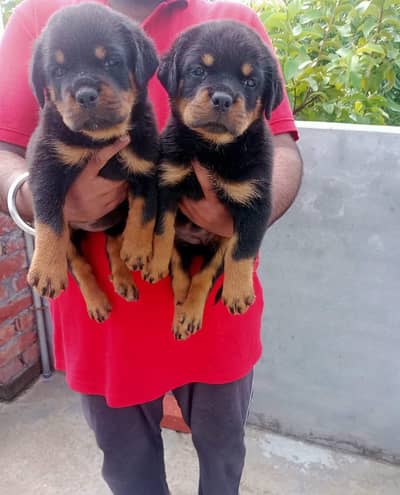 Top quality punchface rottweiler puppies available for quality seekers