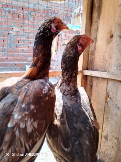 my aseel hens are healthy and I have nothing use of feed to grow up