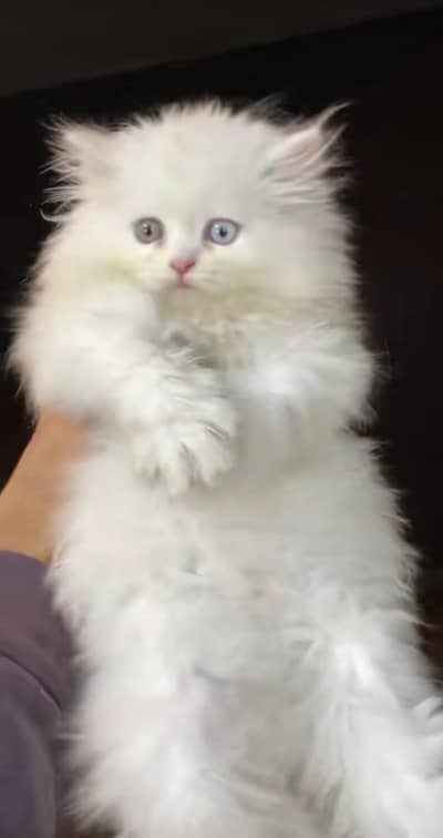 Persian cat vaccinated odie eyes vaccinated healthy active hai