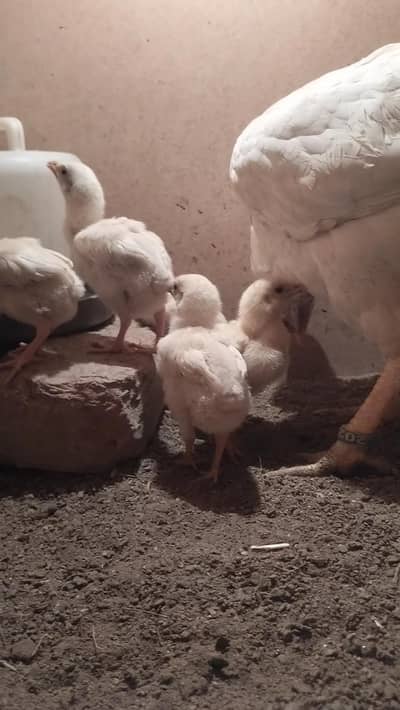 high quality pepper white heera chiks