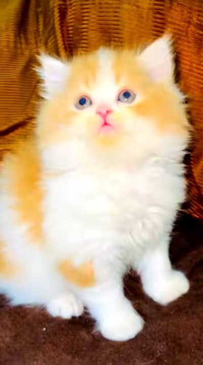 pure Persian kitten vaccinated triple coated and healthy active hai