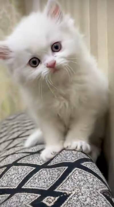 Persian cat vaccinated Littler trend triple coted healthy active hai