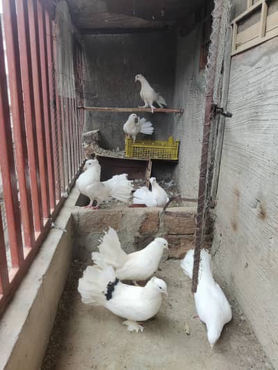 Lucky kabooter pigeon