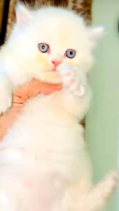 Persian cat vaccinated triple coated and littler ternd