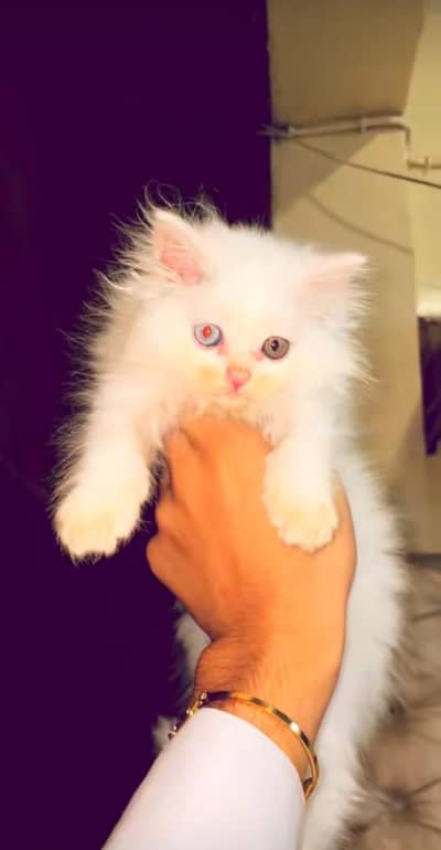 Persian kitten littler Trend vaccinated healthy active hai
