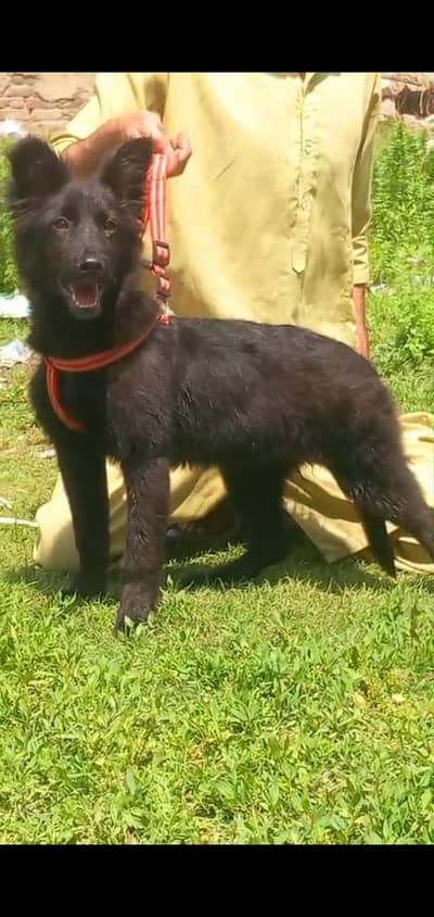 German shepherd female for sale age 3 month