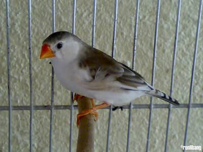 finch