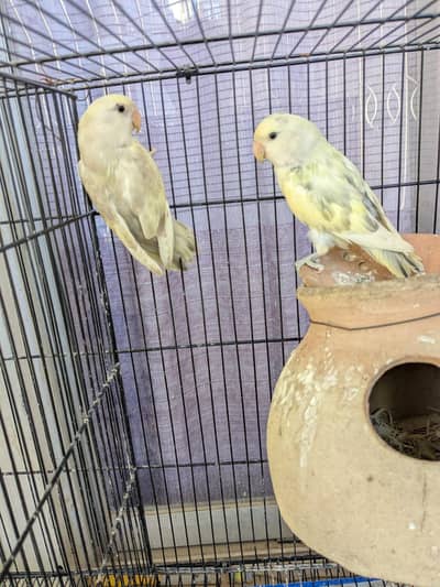 love birds Rosicoli pathy  available