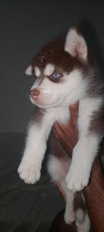 Siberian Husky bully code