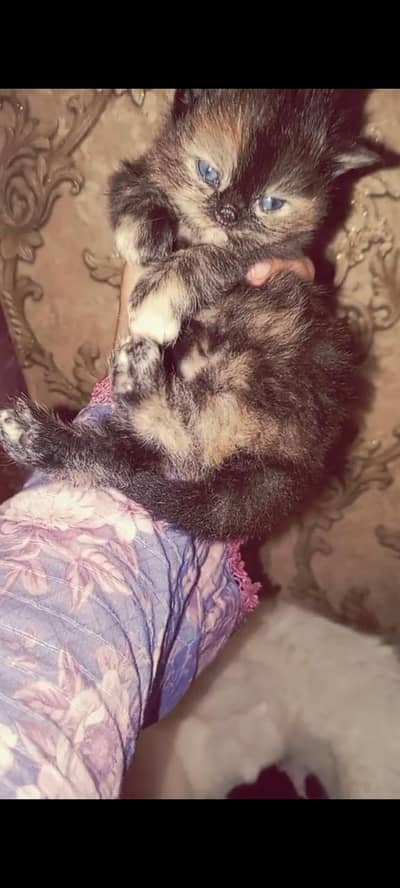 Puch face kitten  need care family contact 03140219685