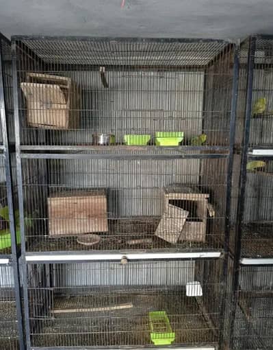 strong iron birds cages