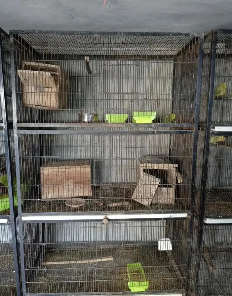 strong iron birds cages